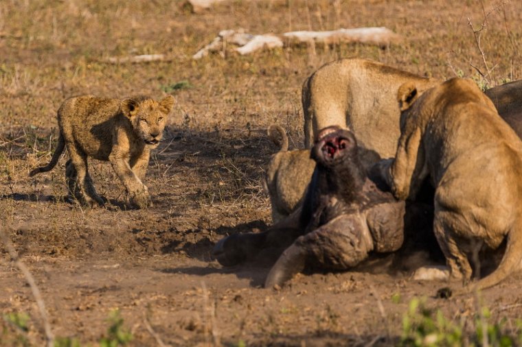 073 Kruger National Park, leeuwen met buffel.jpg